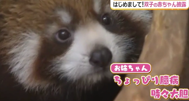 レッサーパンダ双子の赤ちゃん  小熊猫宝宝