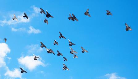 空も飛べるはず