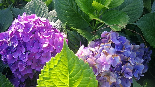 天声人語  夏至とアジサイ