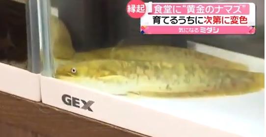 “縁起がいい”「黄金のナマズ」