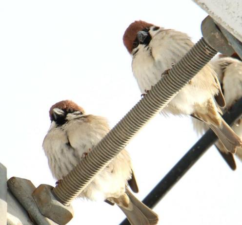 スズメは寒さから身を守る