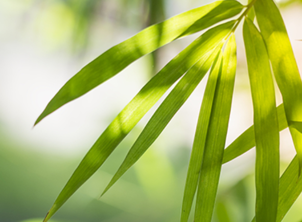 《花 (日剧《最喜欢的花》主题曲)》